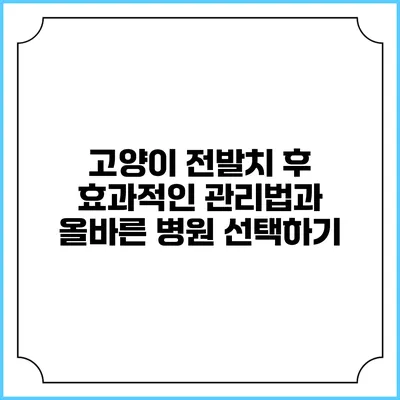 고양이 전발치 후 효과적인 관리법과 올바른 병원 선택하기